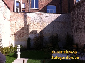 kunst klimop - safegarden